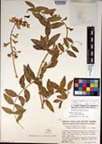 Lathyrus vestitus var. vestitus image