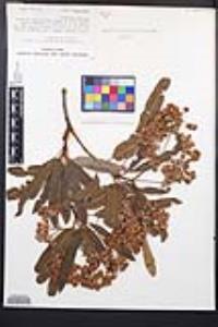 Lyonothamnus floribundus image
