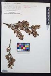 Cercocarpus montanus image