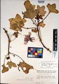 Malva assurgentiflora image