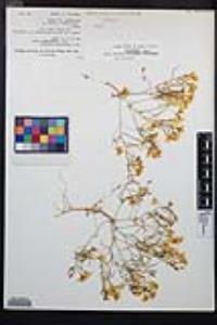 Camissonia campestris image