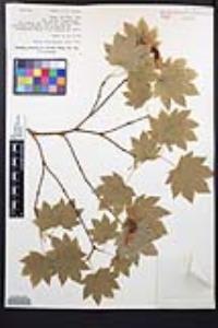 Acer circinatum image