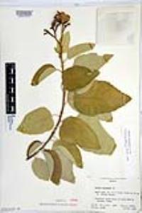 Cordia boissieri image