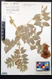 Morkillia acuminata image