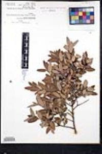Karwinskia mollis image