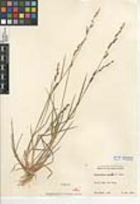 Echinochloa colona image