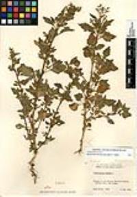 Chenopodium murale image