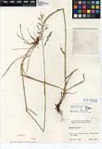 Lolium pratense image