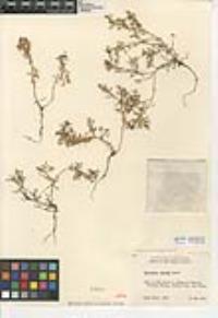 Lepidium didymum image