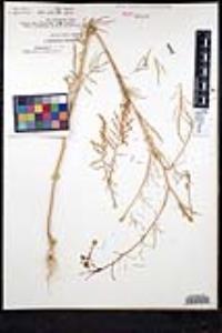Sisymbrium altissimum image