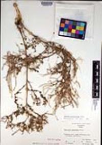 Lepidium pinnatifidum image