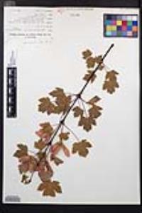 Acer glabrum var. glabrum image