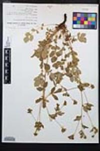 Drymocallis glandulosa image