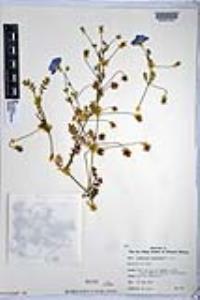 Nemophila menziesii image