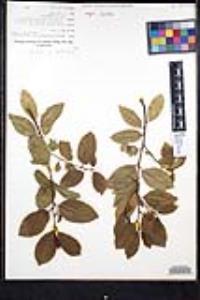 Frangula californica image