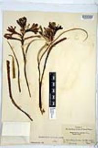 Hesperocallis undulata image