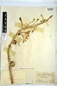 Hesperocallis undulata image