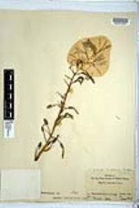 Camassia quamash subsp. quamash image
