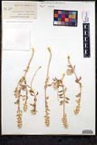 Salvia funerea image