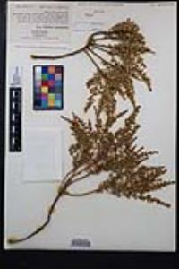 Ericameria cuneata var. cuneata image