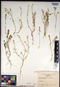 Lepidium acutidens image