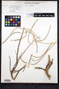 Caulanthus glaucus image