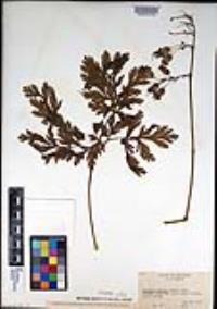 Dicentra formosa image