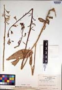 Caulanthus coulteri image