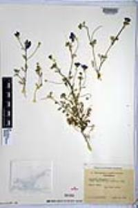 Nemophila menziesii image