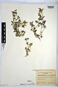 Nemophila menziesii image