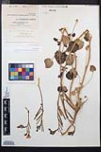 Chylismia cardiophylla image