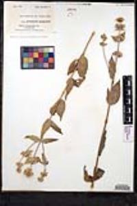 Pycnanthemum californicum image