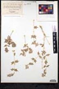 Salvia greatae image