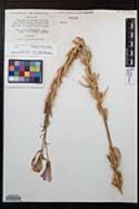 Oenothera elata image
