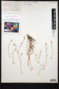Plagiobothrys scouleri var. hispidulus image
