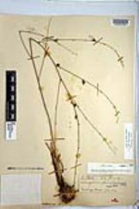 Chlorogalum parviflorum image