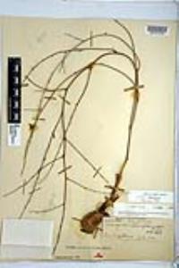 Chlorogalum parviflorum image