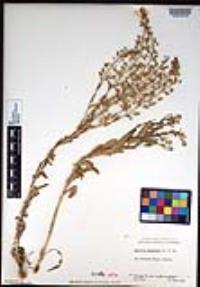 Lepidium campestre image