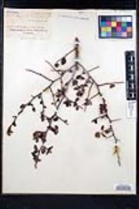 Ceanothus leucodermis image