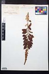 Spiraea tomentosa image
