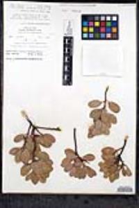 Arctostaphylos peninsularis image