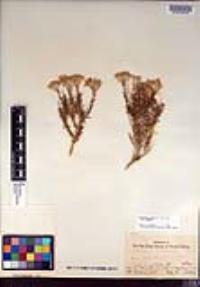 Ericameria cooperi image