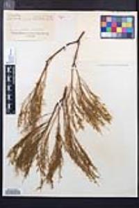 Adenostoma sparsifolium image