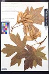 Acer macrophyllum image