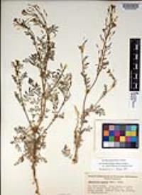 Descurainia pinnata subsp. glabra image