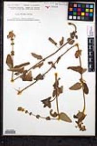 Stachys bullata image