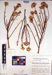 Ericameria nauseosa var. oreophila image
