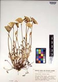 Eschscholzia caespitosa image