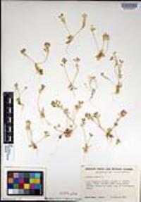 Draba verna image