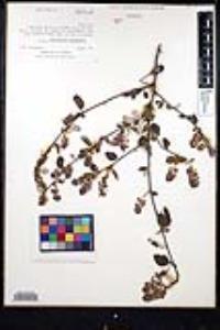 Ceanothus tomentosus image